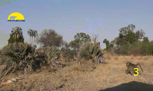 Từ xa, nhìn thấy linh dương sắp bỏ mạng dưới vuốt báo đốm, khỉ đầu chó tụt xuống cây và lao đến, đánh đuổi báo đốm, buộc báo đốm phải buông tha linh dương. Cảm kính trước tinh thần trượng nghĩa của khỉ đấu chó, linh dương run rẩy cảm ơn sau đó nhanh chóng hoàn hồn và chạy thoát.