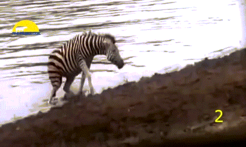 Sau khi lên bờ, ngựa vằn vẫn còn tập tễnh vì vết thương do cá sấu gây ra. Tuy nhiên nó cũng thoát được một kiếp tử đầy cam go do có sự giúp đỡ của hà mã.