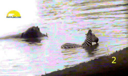 Dường như hà mã không đáng sợ như nhiều người vẫn đồn thổi, ít nhất là trong năm 2016, loài hà mã đã được ghi nhận hai lần cứu giúp động vật ăn cỏ thoát khỏi hàm cá sấu. Trong ảnh là một con hà mã đang giữ chân cá sấu để ngựa vằn có cơ hội thoát thân.