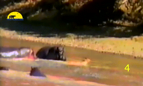 Khi thấy một con hươu đã giãy giụa khi bị cá sấu tấn công, hà mã đang ở gần đó nổi lên lòng tốt, lao tới đánh đuổi cá sấu và hộ tống con hươu may mắn lên bờ. Hành động anh hùng của nó được con người ghi nhận.