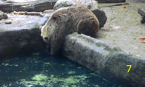 Sau khi dùng tay không thể cứu được quạ, gấu nâu chúi cả mõm xuống nước, cắn vào cánh của con quạ đang đuối nước và kéo nạn nhân lên bờ một cách dứt khoát.