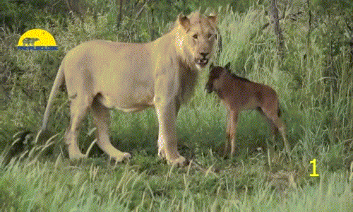 Thiên nhiên hoang dã luôn tồn tại những điều không thể ngờ, sự kiện sư tử cứu linh dương đầu bò con, bảo vệ nó trước sự tấn công của những con sư tử khác khiến nhiều ngạc nhiên tột độ.