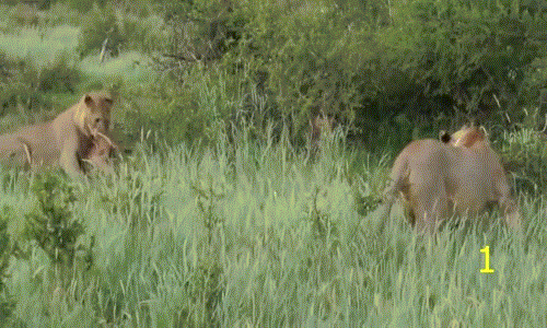 Thậm chí khi những con sư tử hung ác khác tiếp cận, con sư tử cái kỳ lạ này còn vỗ đầu trấn an linh dương đầu bò con và tỏ thái độ sẵn sàng kịch chiến nếu những con sư tử khác tấn công linh dương đầu bò con.