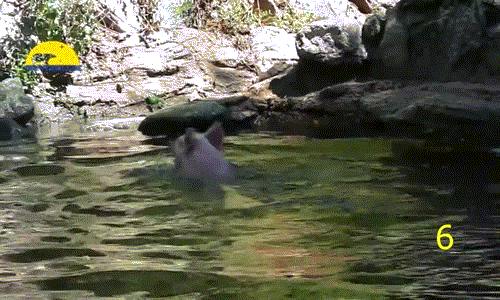 Nhờ có sự giúp đỡ của lợn, con dê đã thoát khỏi cái chết cận kề. Sự việc lợn cứu dê khỏi chết đuối sau đó được lan truyền trên mạng xã hội, nhận được nhiều lời ca ngợi về tinh thần tương thân tương ái.