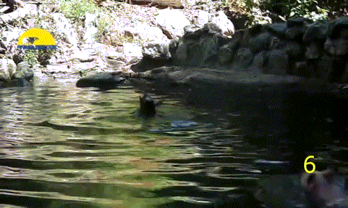 Cùng sinh sống trong một nông trại, khi thấy con dê không thể vào bờ và có dấu hiệu đuối nước, lợn không ngần ngại lao đến nơi con dê đang vùng vẫy, dùng mõm đẩy con dê vào bờ.