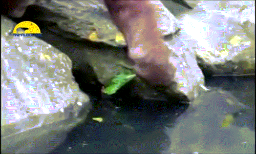 Tuy nhiên sau khi thấy chim non quá yếu, nó đã quyết định dùng tay nắm lấy mỏ của chim non kéo lên bờ, kịp thời cứu chim non.