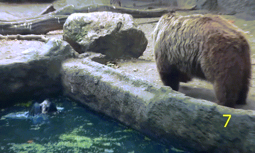 Một trong số những anh hùng động vật 2016 nhận được nhiều sự tán dương nhất là gấu nâu khổng lồ. Khi thấy một con quạ không may rơi xuống nước và không thể lên bờ, gấu nâu đã nhanh chóng tiến đến và giải cứu.