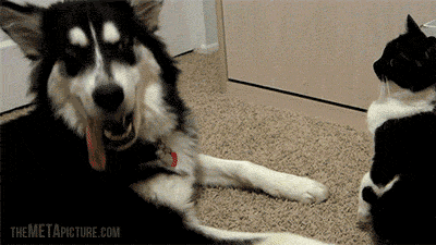Định bụng xin xỏ kẻ thù nhưng chó husky này đã sai lầm, không những không được cho mà còn lĩnh ngay cái tát trời giáng.