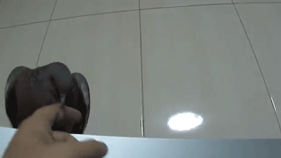 Ghét nhất bị trêu chọc, con chim bồ câu này thái độ và đánh trả ngay lập tức.