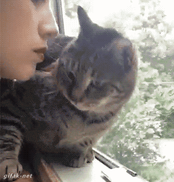 Chán ghét nụ hôn của cô chủ, chú mèo này tìm mọi cách né tránh.