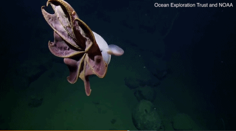 Ảnh động bạch tuộc tai voi siêu dễ thương ở sâu 3600m