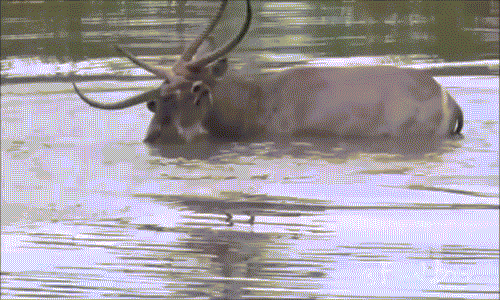 Đôi linh dương thoải mái tắm uyên ương dưới nước mà không hề biết rằng hồ nước nơi chúng giải khát và tắm táp nằm trong lãnh địa săn giết của một đàn sư tử sinh sống gần đó.