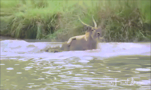 Chiến đấu trong nước thực sự không phải sở trường của sư tử. Vốn không thích nước, sư tử rất ít khi đầm mình ướt nửa người. Chính vì thế việc khống chế linh dương trong nước rất khó khăn.