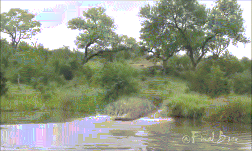 Sau khi quan sát địa hình, đàn sư tử dàn trận, bao vây linh dương tứ phía. Chỉ cần linh dương bước lên bờ, ngay lập tức nó sẽ phải đón nhận công kích ác liệt từ sư tử.