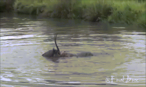 Tại nơi nước sâu, sư tử đứng không vững, dưới sự chống trả quyết liệt của linh dương cuối cùng nó để tuột mất con mồi.