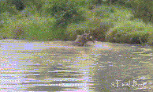 Cuối cùng, một con sư tử cái lão luyện kinh nghiệm quyết định lao xuống nước để khống chế linh dương.