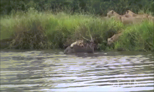 Không có sự trợ giúp từ bầy đàn, sư tử cái rất vất vả mới tạm thời khống chế được con linh dương đực trưởng thành, nhiều sức.