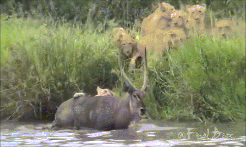 Về phía linh dương, mặc dù bị vồ trúng, trên bờ lại có rất nhiều kẻ tử thù, nó vẫn cố lấy bình tĩnh, không ngừng phản kháng để tìm đường sống.