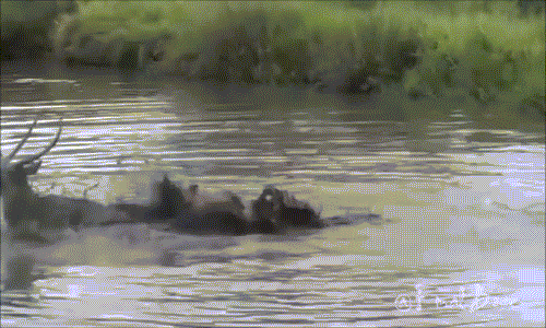 Sau khi sơ hở để linh dương thoát đi, sư tử cái điên cuồng bơi trở về bờ và truy sát linh dương trên cạn. Tuy nhiên tất cả có vẻ đã muộn khi linh dương đực nhanh chân trốn chạy vào rừng.