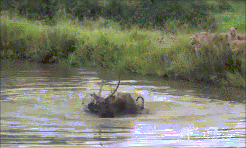 Cuối cùng, linh dương quyết định đánh cược, nó cố gắng vùng vẫy đi về phía giữa hồ nước.