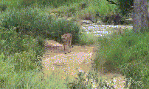 Nghe thấy tiếng động lạ phát ra từ hồ nước, đàn sư tử lần lượt rời khỏi nơi nghỉ ngơi và "ra quân" triển khai đợt tấn công mới.