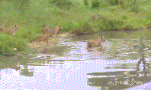 Tới mép hồ nước, những con sư tử cái phát hiện ra đôi linh dương đang ở giữa hồ.