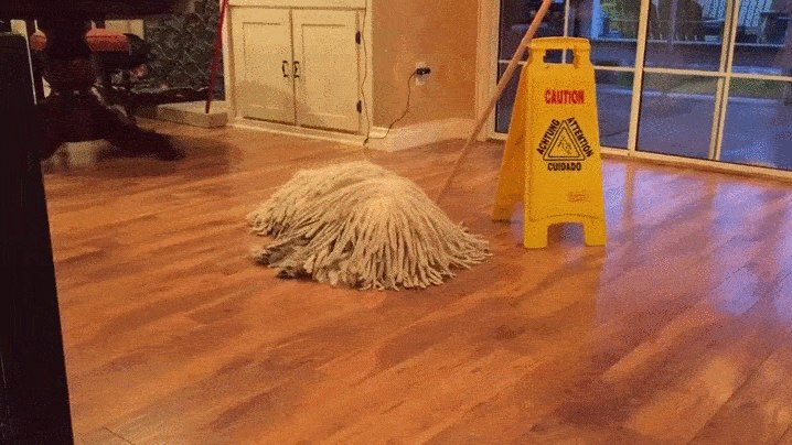 Một cái giẻ lau nhau đột nhiên sống dậy? Không phải, đây chỉ là một giống chó mà thôi.