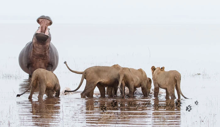 Thấy sư tử ăn xác đồng loại, hà mã xông đến cà khịa