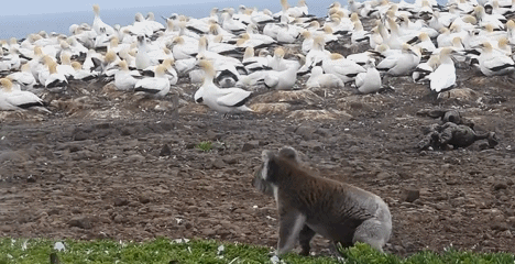 Hai huoc bieu cam gau Koala 