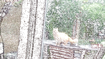 Khả năng đột nhập nhẹ nhàng và hiệu quả của mèo "ninja".