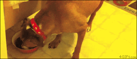 Không chỉ tận dụng tài ẩn thân bậc thầy như ninja vào những việc làm chính nghĩa, chú chó con này còn dùng nó vào việc ăn lén thức ăn của kẻ to xác cùng nhà.