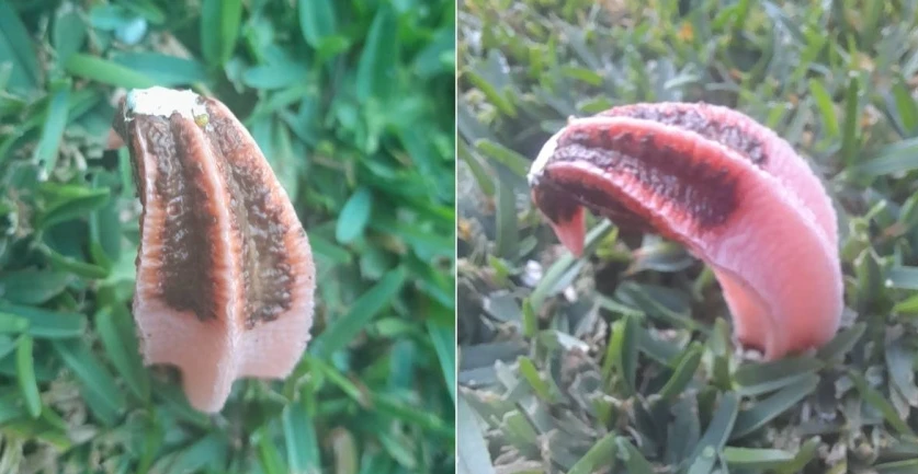 Kinh sợ xúc tu màu thịt nhô lên bãi cỏ, nào ngờ "của hiếm"