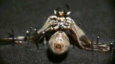 Cận cảnh quá trình lấy tơ nhện cực kỳ công phu, tỉ mỉ.