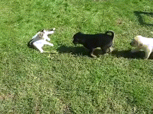 Hình ảnh động hài hước cho thấy thời điểm khi mèo thể hiện kungfu.