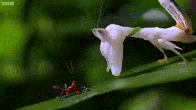 Kẻ bị bắt nạt và côn đồ trong thế giới động vật.