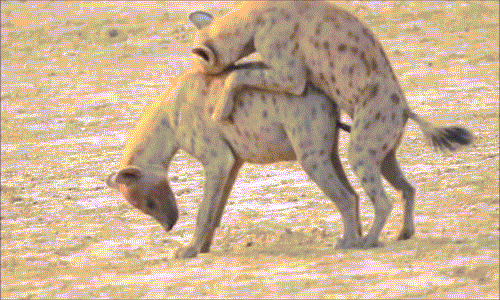 Linh cẩu trơ trẽn làm "chuyện ấy" nồng nhiệt giữa ban ngày ban mặt