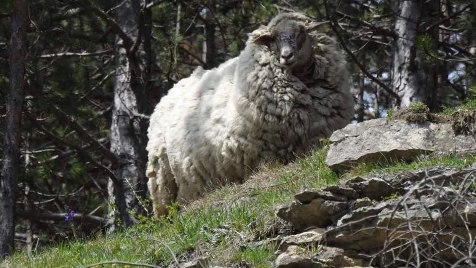 Bốc mùi tởm lợm, cừu hoang dã thoát chết vì đến sói cũng chê