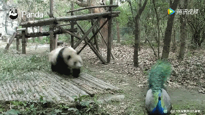 Nó vẫn bị gấu trúc giật mất một vài sợi lông đẹp tuyệt sắc của mình. (Nguồn iPanda)