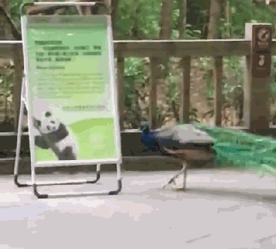 Về phần chim công đực màu mè, nó vô cùng uất hận vì gấu trúc liên tục đuổi đánh mà không thể trả thù được. (Nguồn iPanda)