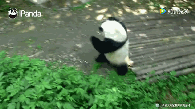 Trong một khoảnh khắc, gấu trúc múa may quay cuồng chẳng khác nào đang thể hiện "kungfu panda" của mình, khiến người xem vô cùng thích thú. (Nguồn iPanda)