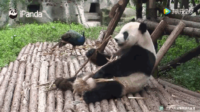 Mới bắt đầu, gấu trúc tỏ ra hoàn toàn bình thường, không để ý đến sự xuất hiện của công đực. (Nguồn iPanda)