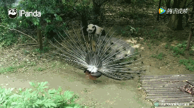 Tuy nhiên, dường như thấy mình bị phớt lờ một cách cố ý, công đực quyết định xòe đuôi, phô trương vẻ đẹp được nhiều người công nhận của mình. (Nguồn iPanda)