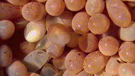 Khoảnh khắc cực độc khi bạch tuộc nở, tự mình chui ra khỏi trứng.