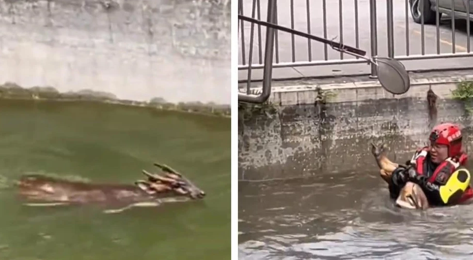 Đi thể dục, bàng hoàng chạm trán “thần thú” đầu rồng thân hươu