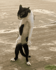 Vũ điệu nửa rón rén nửa trêu ngươi của con mèo nhị thể này trông vô cùng đáng yêu.