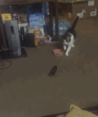 Goldman kêu gọi mọi người hãy dừng những trò đùa ác độc này lại và để cho những con mèo được yên ổn.