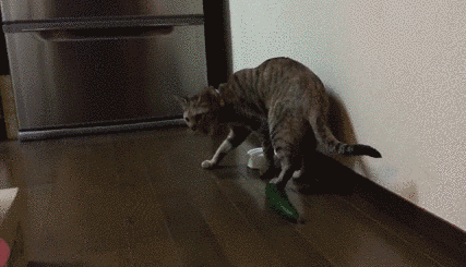 Bị dưa chuột phục kích, chú mèo xoay người điệu nghệ trốn tránh.