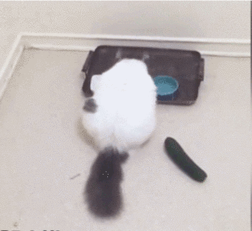 Khiếp đảm vì đối tượng dưa chuột xuất hiện theo kiểu không mời mà tới, chú mèo giật mình, bật cả người về phía sau.