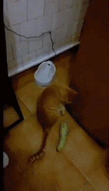 Tuy vậy, không thể phủ nhận là hành vi sợ dưa chuột một cách thái quá của những con mèo cực kỳ hài hước.