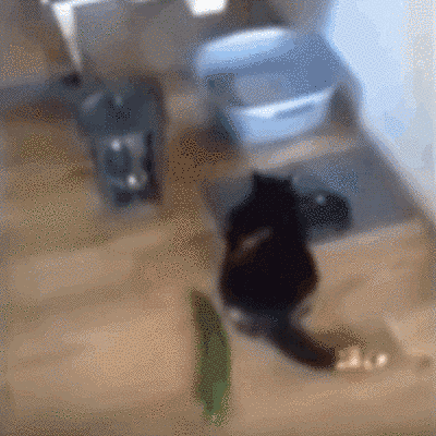 Lại thêm một cú bật, xoay người kinh hoàng của mèo khi bị quả dưa chuột trêu ghẹo.